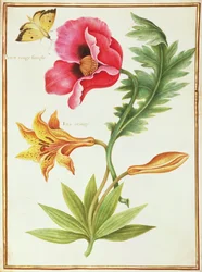 Pavot et un lys orange